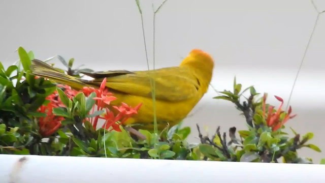 Saffron Finch - ML610204829