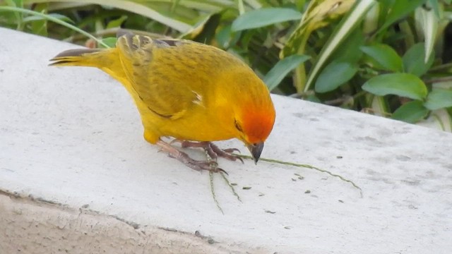 Saffron Finch - ML610204830