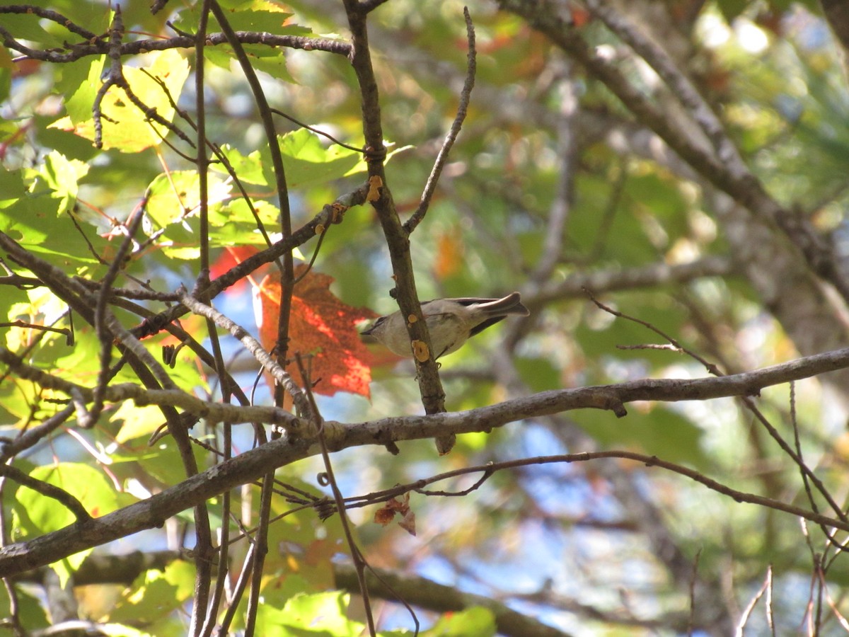 Roitelet à couronne dorée - ML610204920