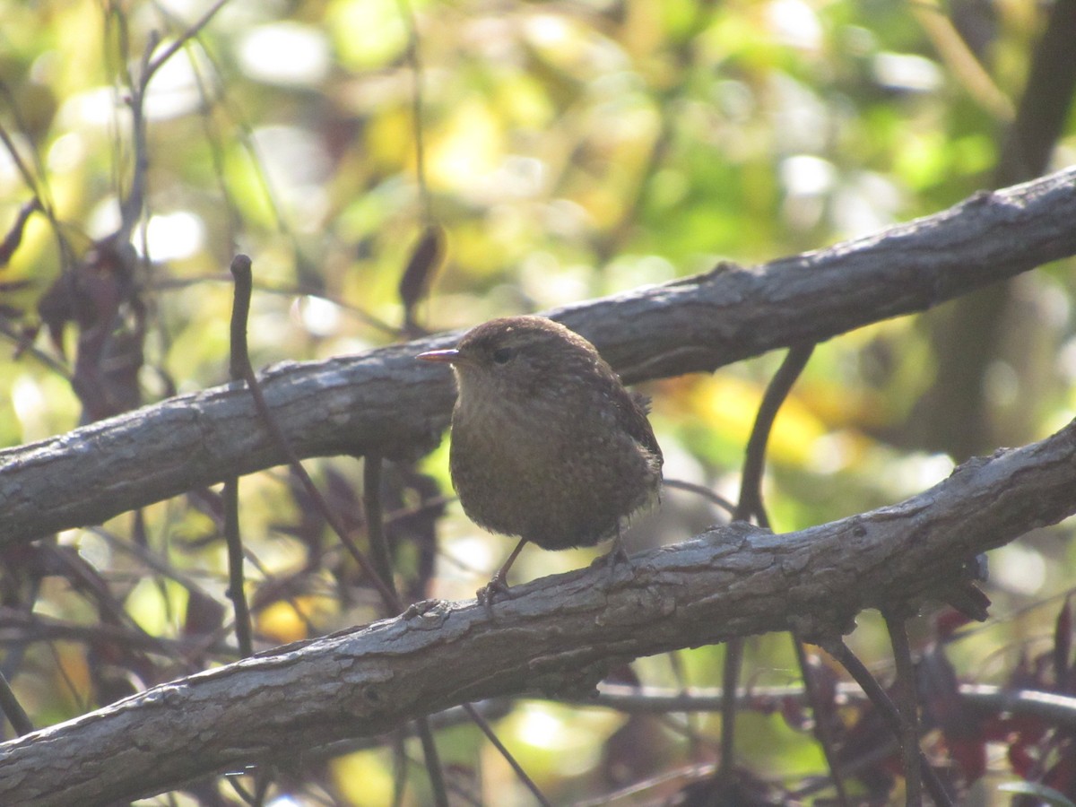 Winter Wren - ML610204929