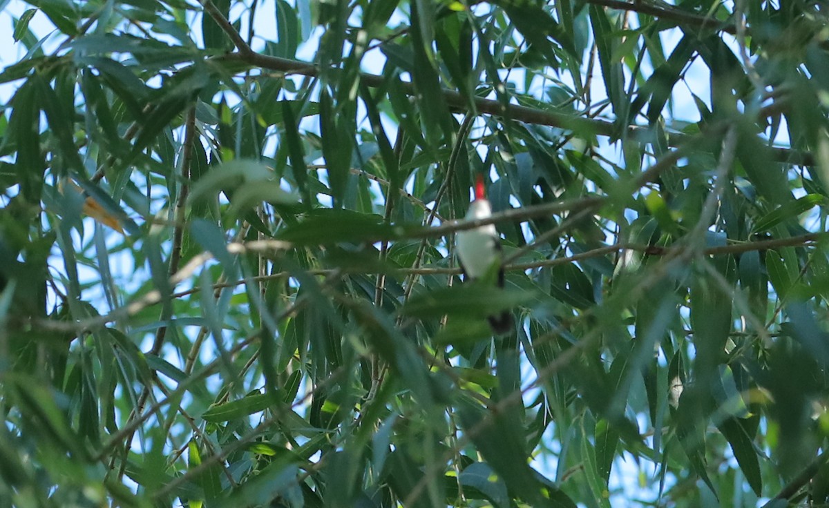 Violet-crowned Hummingbird - ML610204935