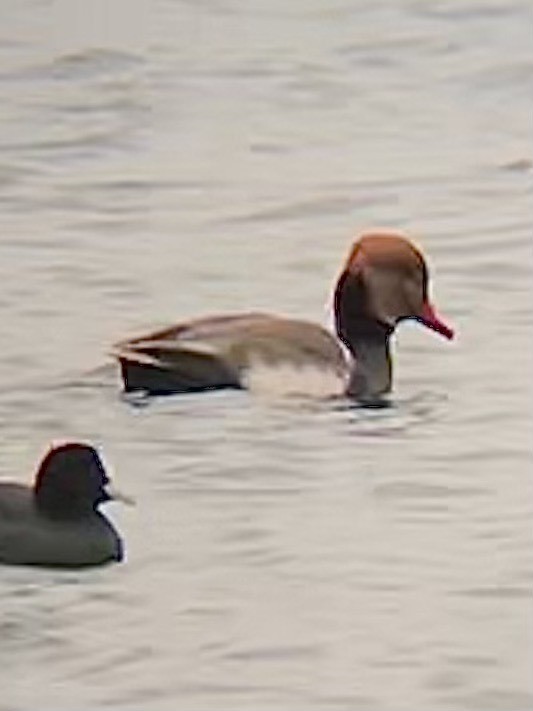 Red-crested Pochard - ML610204953