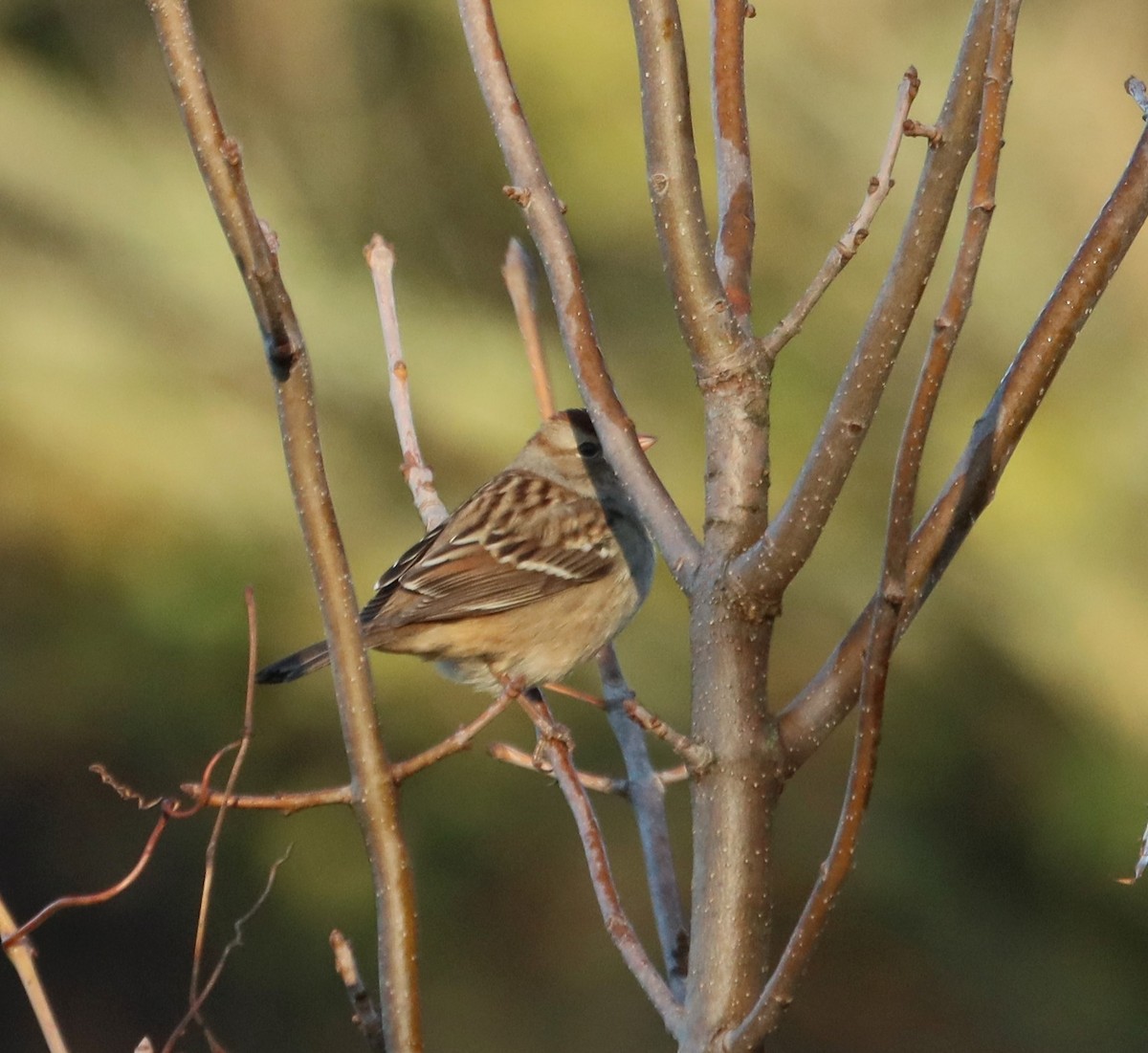 American Tree Sparrow - ML610205018