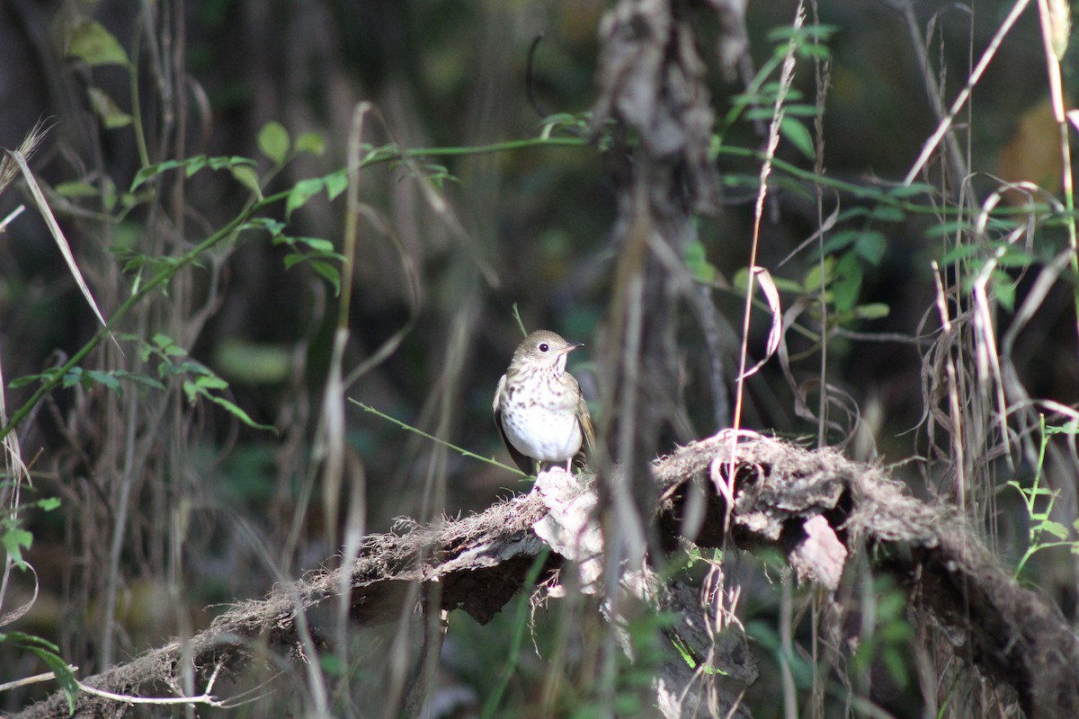 Hermit Thrush - ML610205086