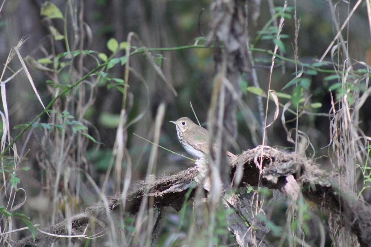 Hermit Thrush - ML610205087