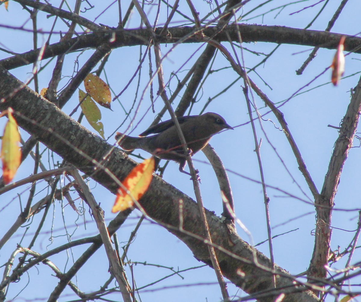 Rusty Blackbird - ML610205122