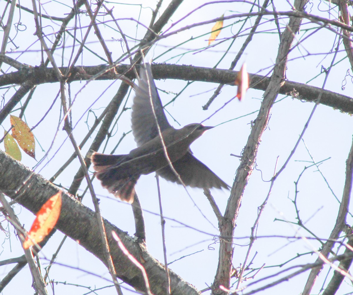 Rusty Blackbird - ML610205123