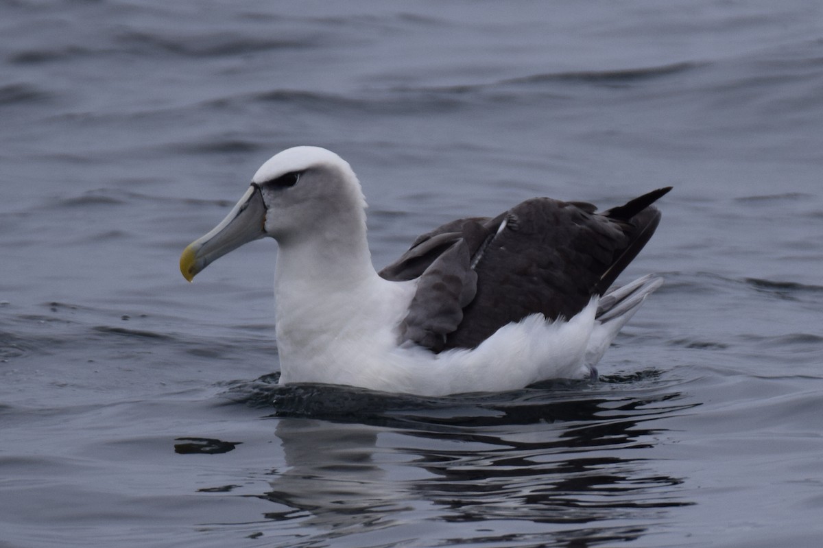 Albatros à cape blanche - ML610205127