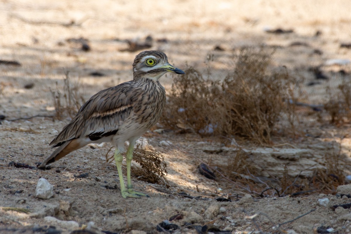 Eurasian Thick-knee - ML610205146