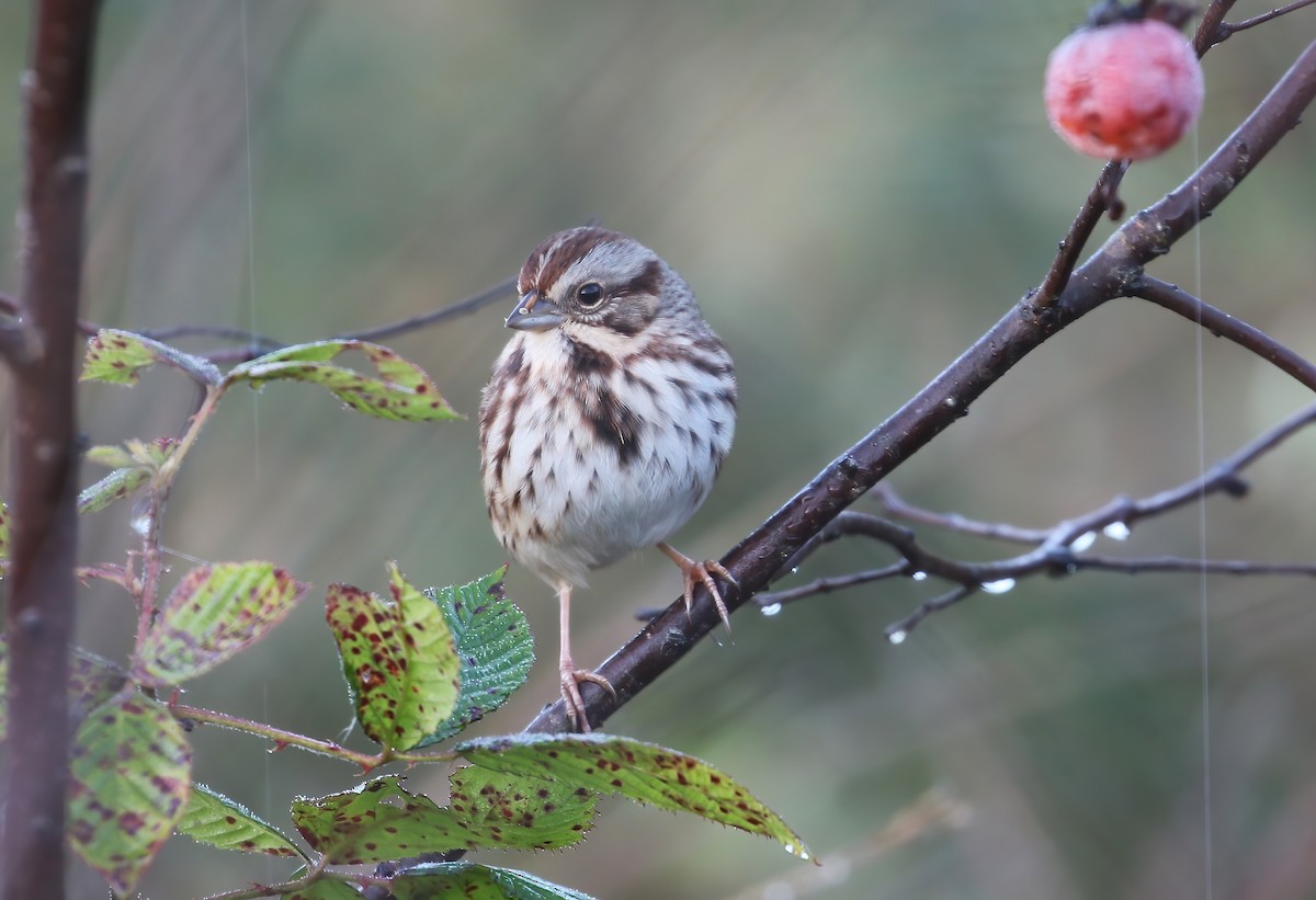 Song Sparrow - ML610205189