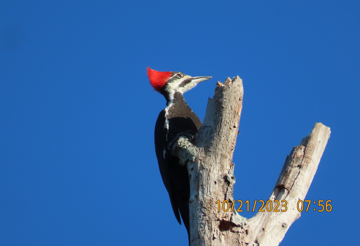Pileated Woodpecker - ML610205228