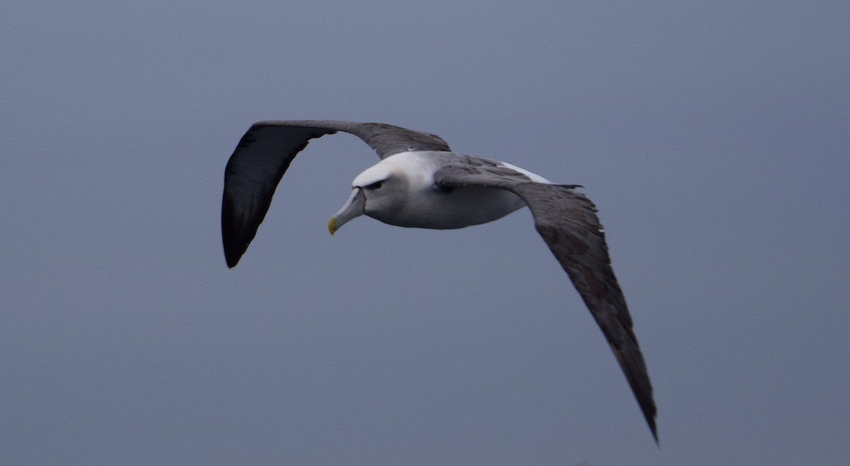 White-capped Albatross - Laura Valdivia Dubo - REDAVES