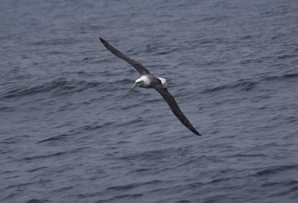 White-capped Albatross - Laura Valdivia Dubo - REDAVES