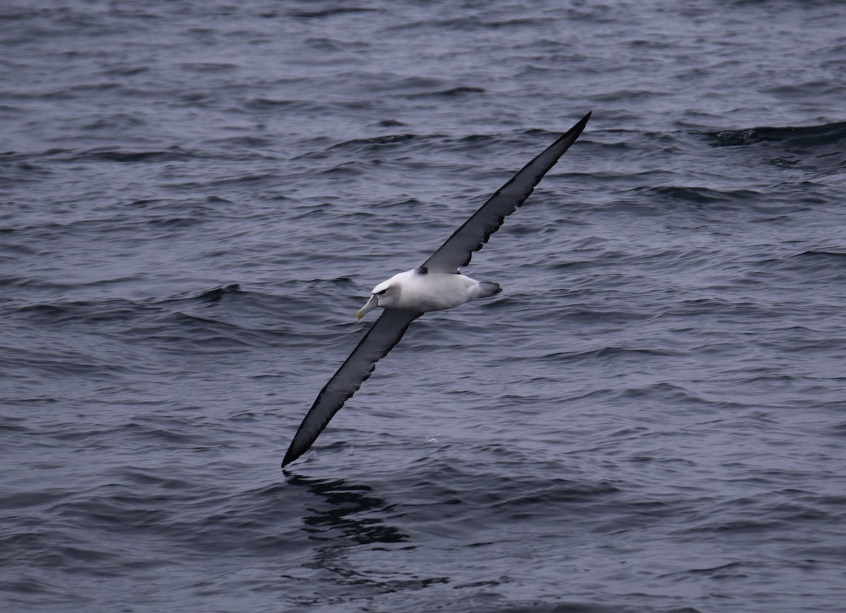 White-capped Albatross - Laura Valdivia Dubo - REDAVES