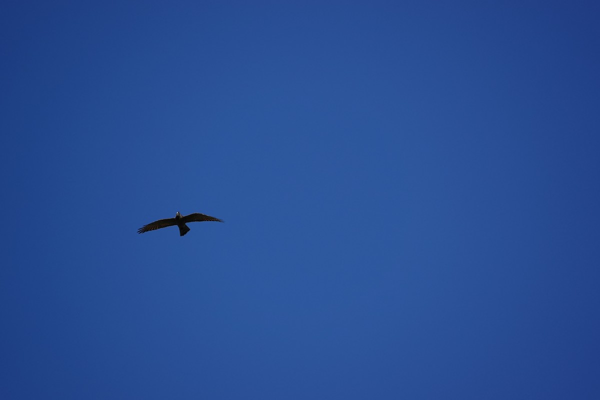 Gray-faced Buzzard - ML610205271