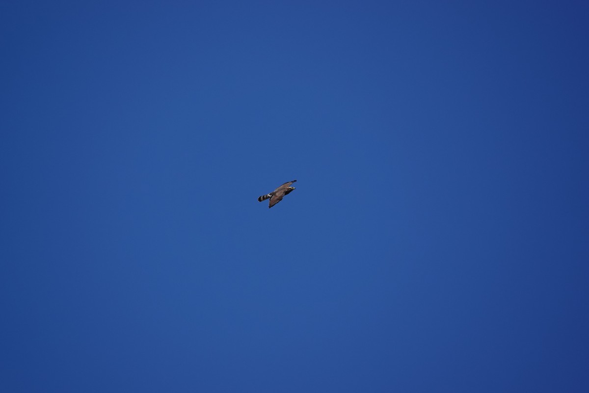 Gray-faced Buzzard - ML610205273