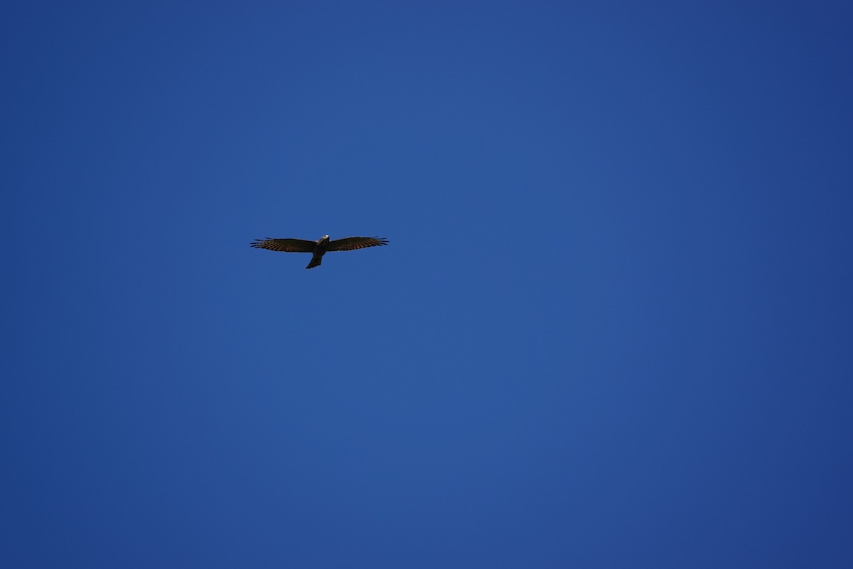 Gray-faced Buzzard - ML610205275