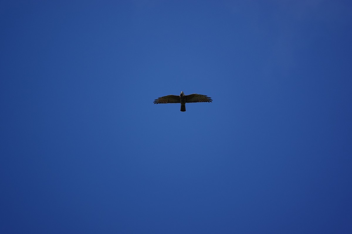 Gray-faced Buzzard - ML610205276