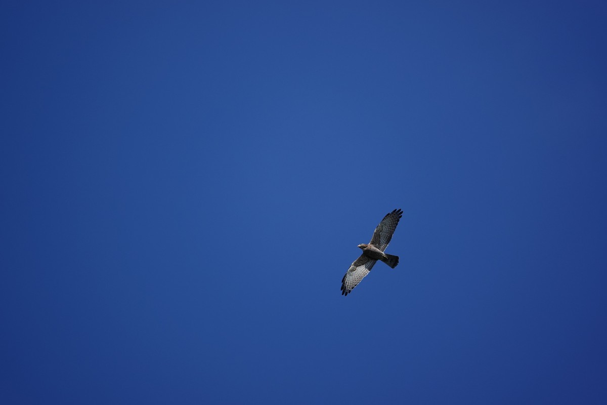 Gray-faced Buzzard - ML610205277