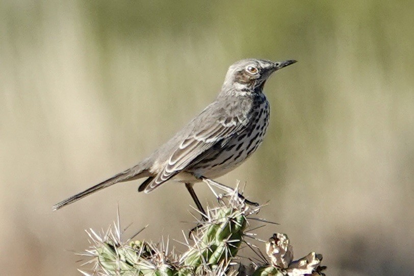 Sage Thrasher - ML610205305