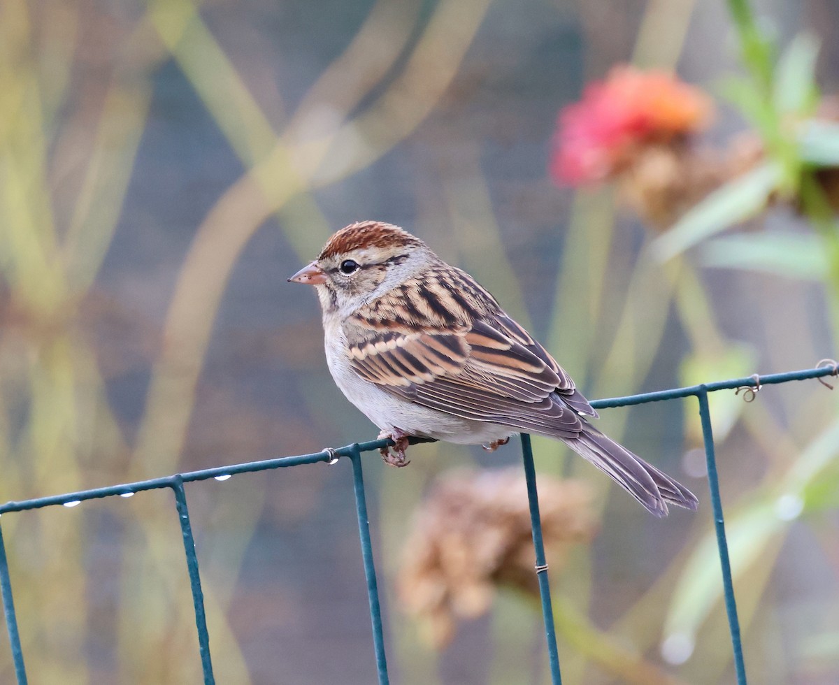 Chipping Sparrow - ML610205370
