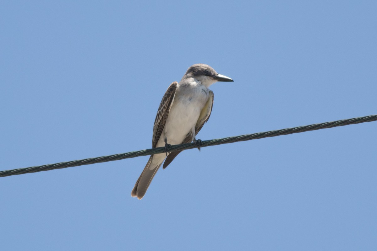 Gray Kingbird - ML610205392