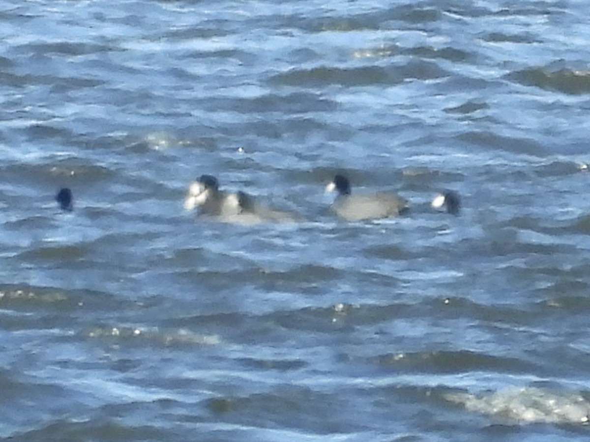 American Coot - ML610205397