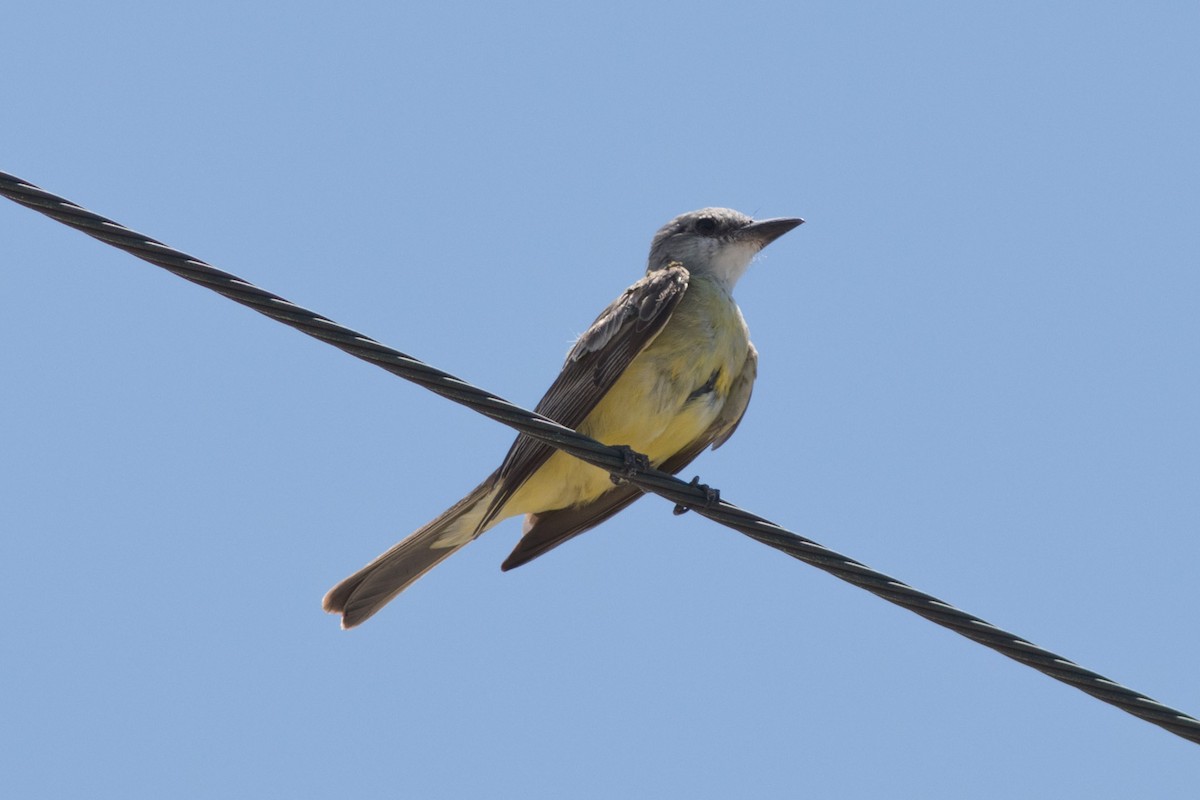 Tropical Kingbird - ML610205433