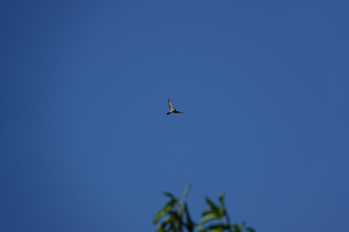 Chinese Sparrowhawk - ML610205478