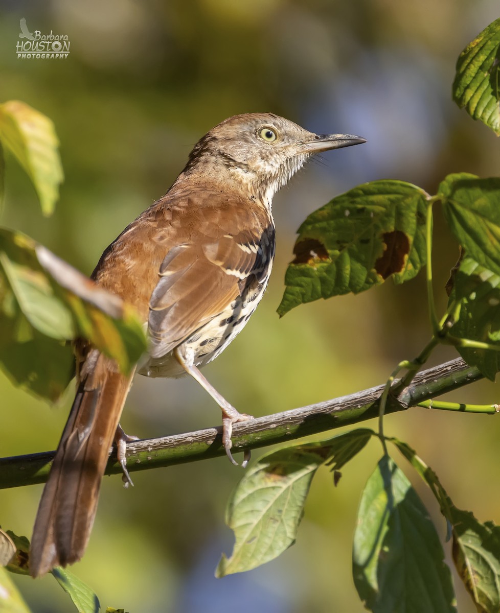 Brown Thrasher - ML610205482