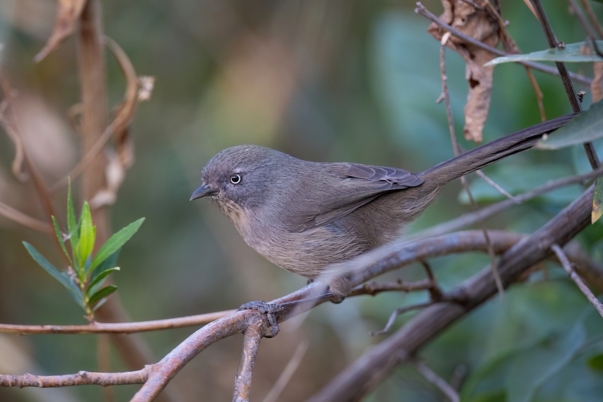 Wrentit - ML610205499