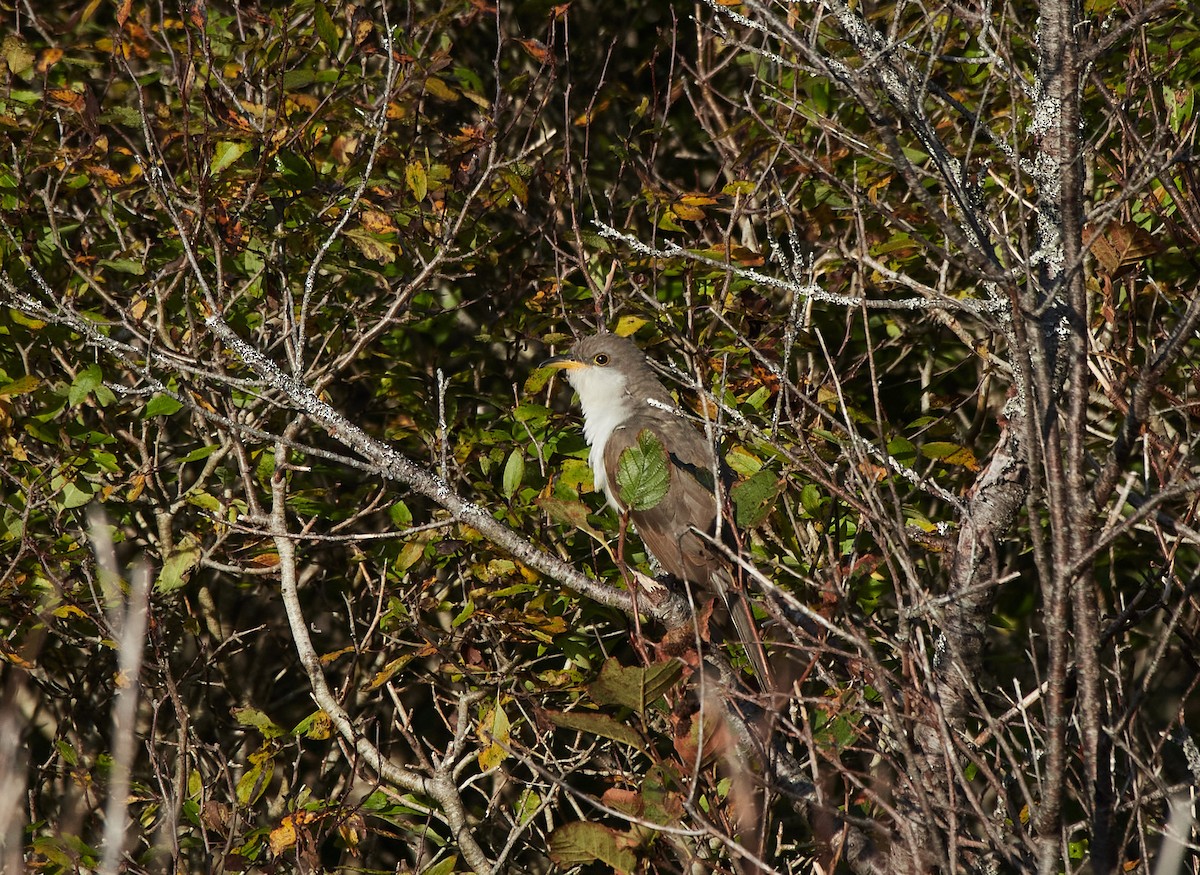 Yellow-billed Cuckoo - ML610205527