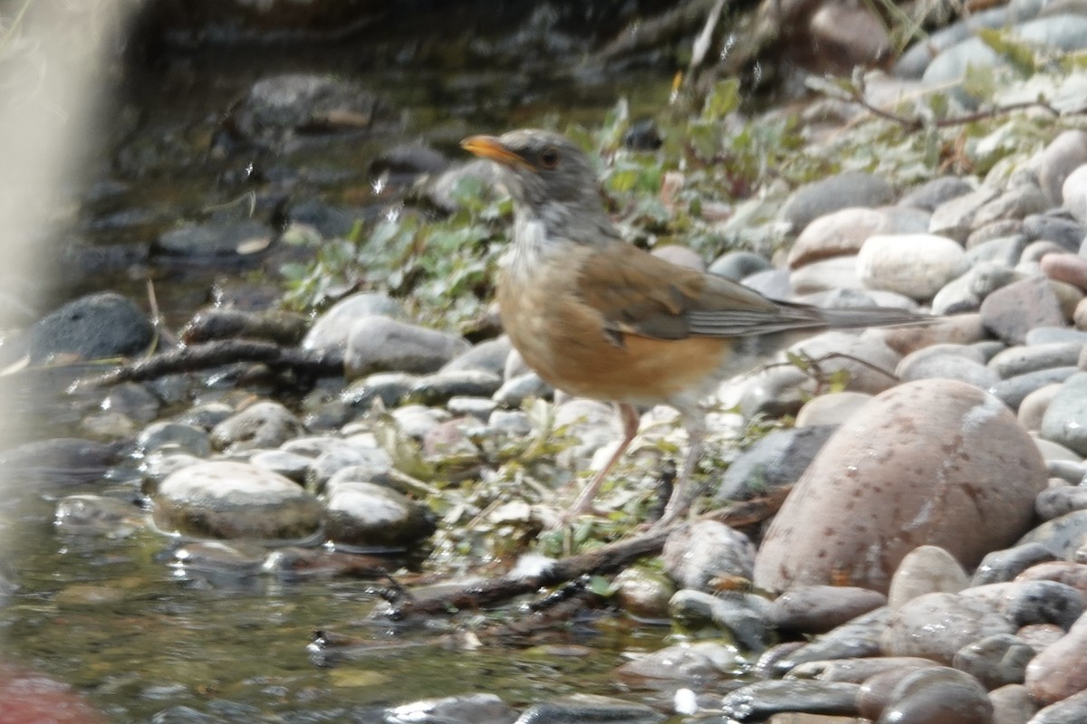 Rufous-backed Robin - ML610205548