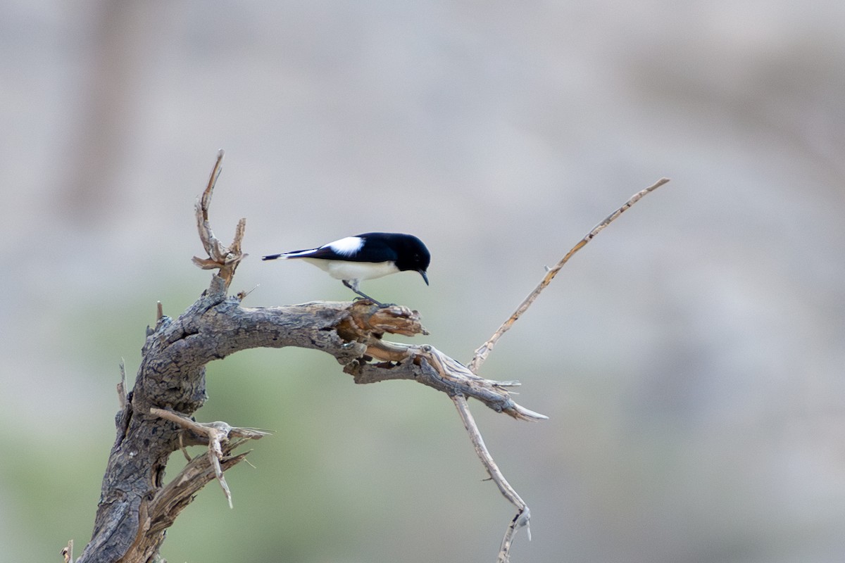 Hume's Wheatear - ML610205552