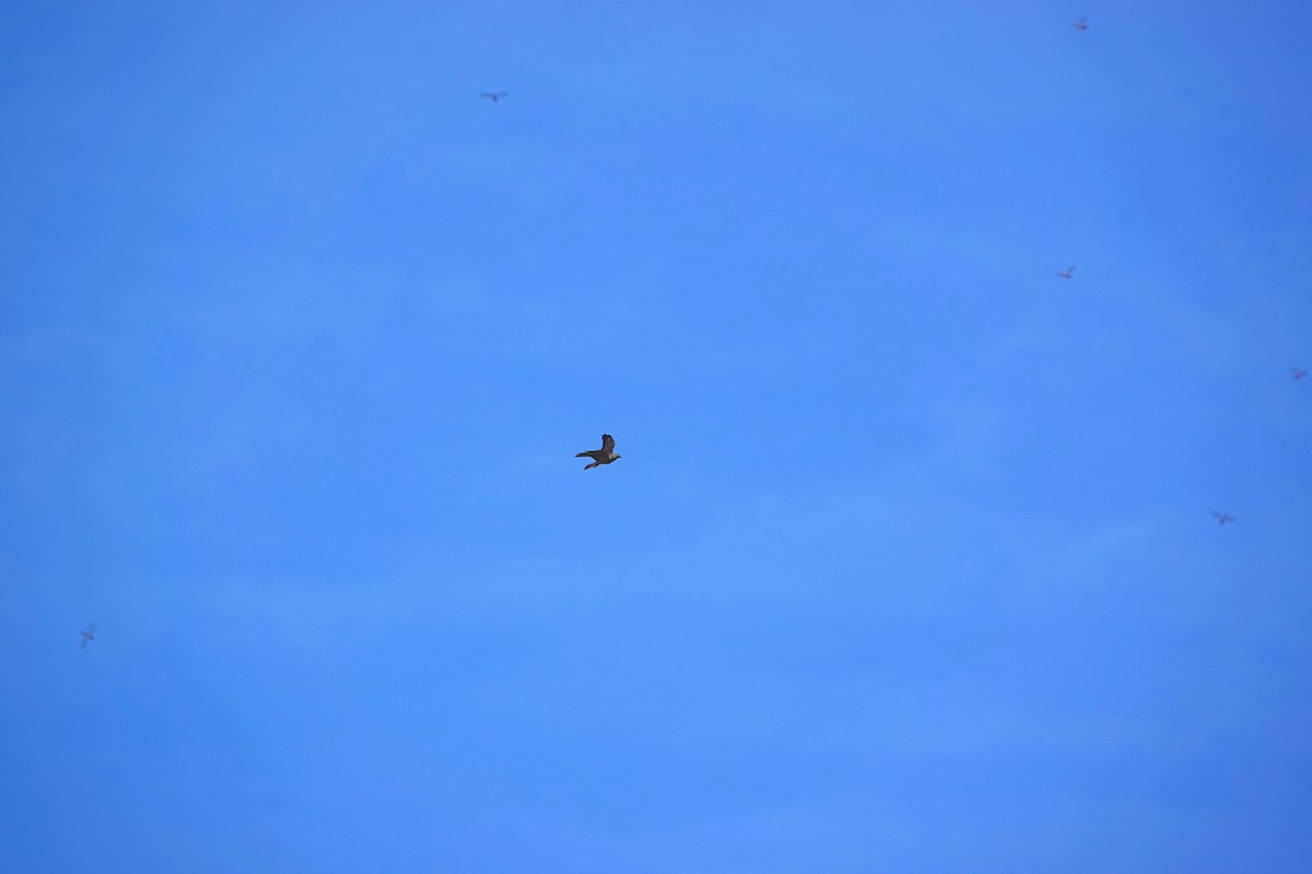 Chinese Sparrowhawk - ML610205612