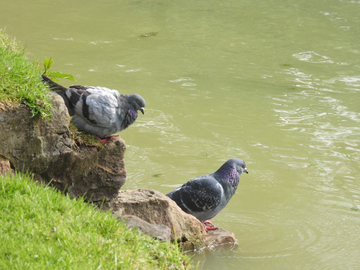 Rock Pigeon (Feral Pigeon) - ML610205648