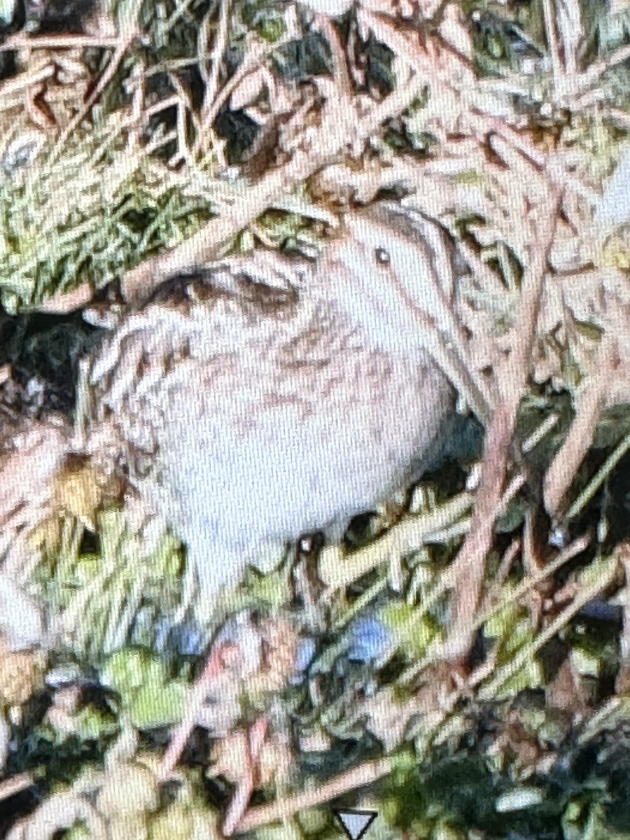 Wilson's Snipe - ML610205669