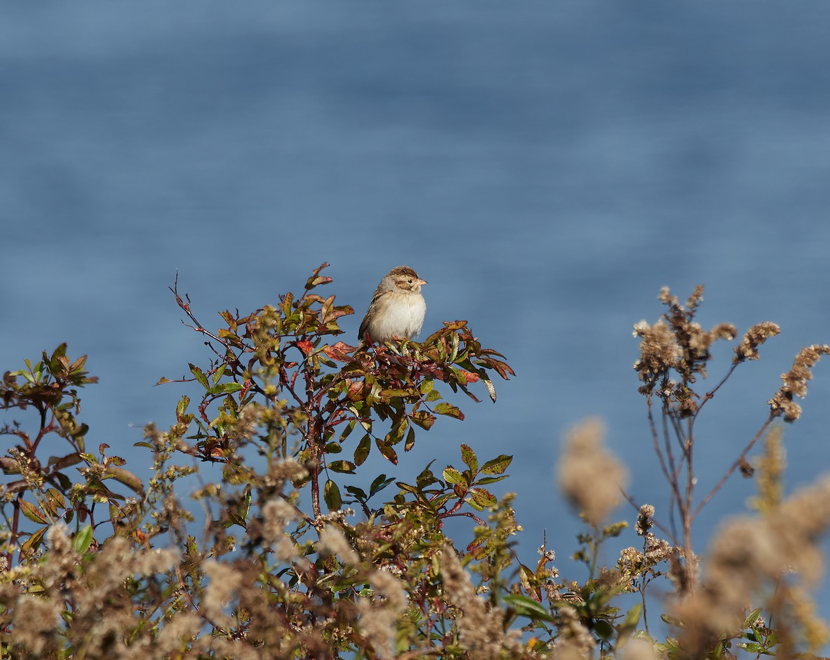 Clay-colored Sparrow - Peggy Scanlan