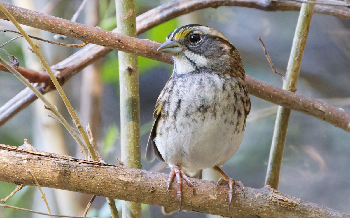 White-throated Sparrow - ML610205727