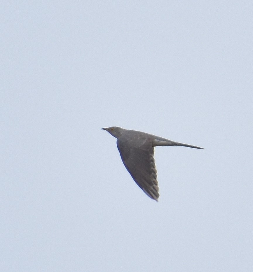 Common Cuckoo - ML610205753