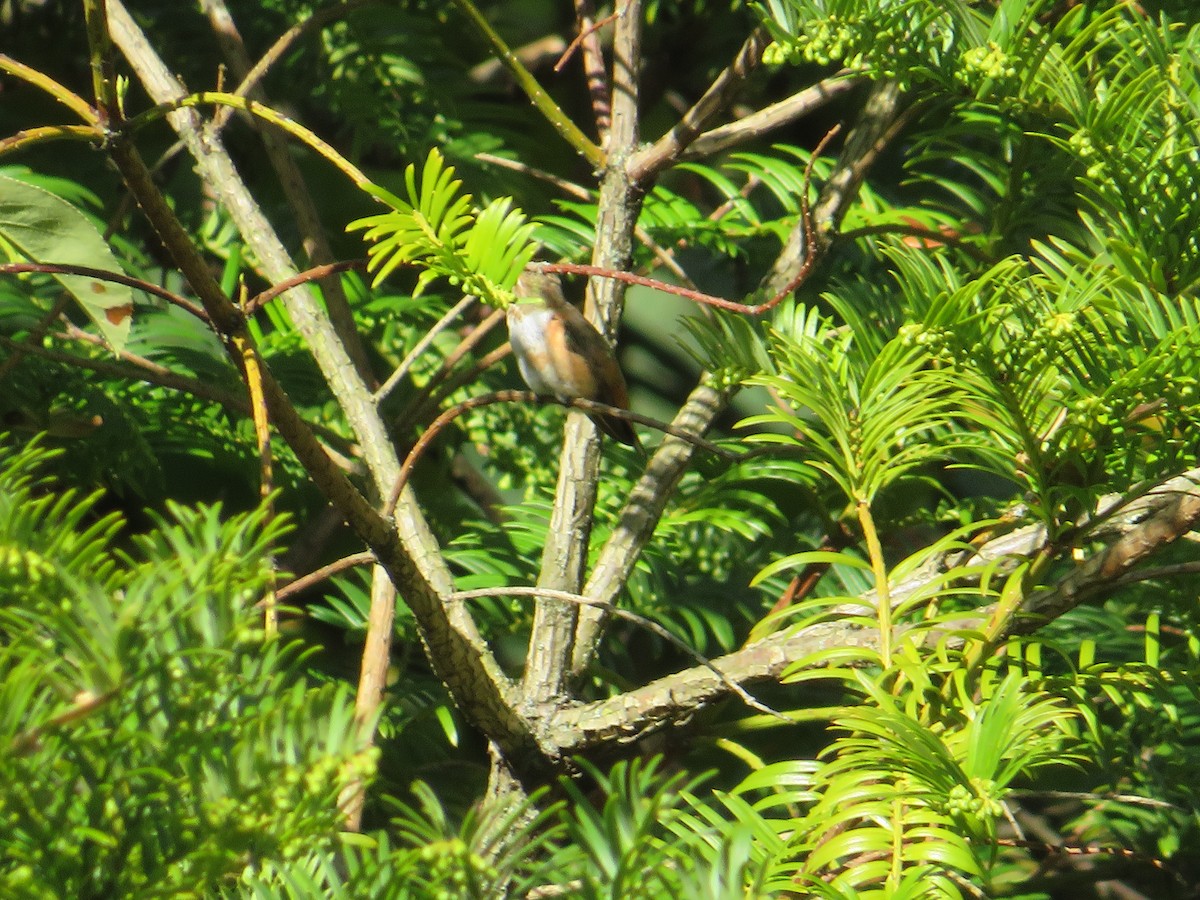 rødkolibri - ML610205769