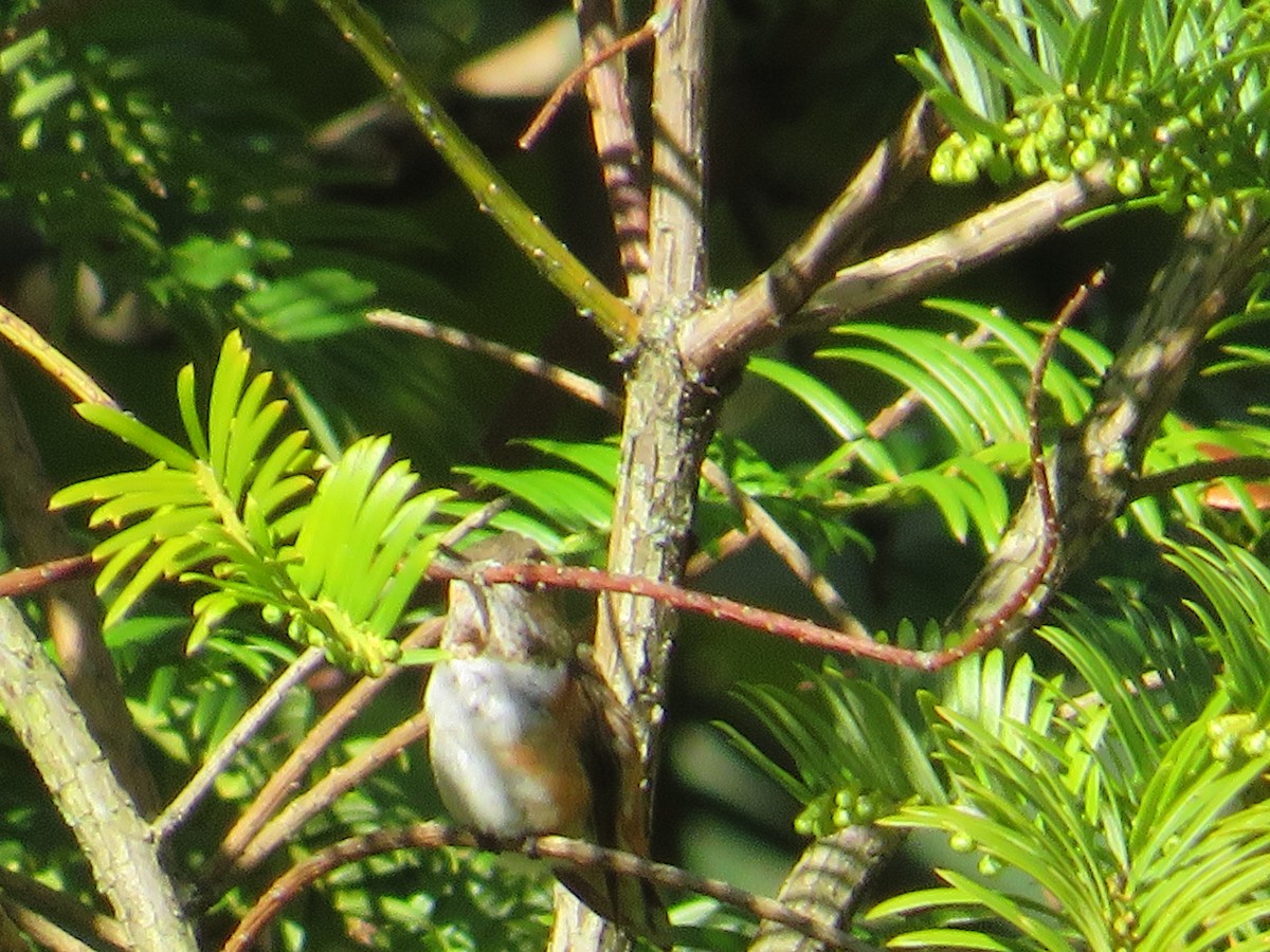 Rufous Hummingbird - John Zygmunt