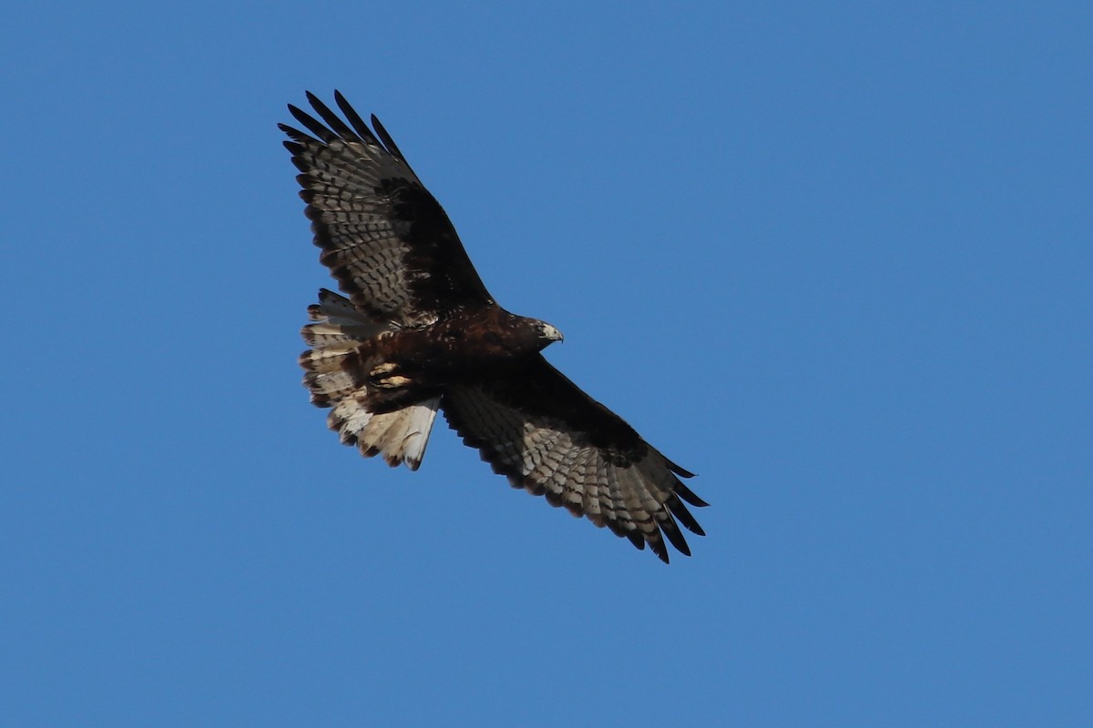 Red-tailed Hawk (Harlan's) - ML610205775