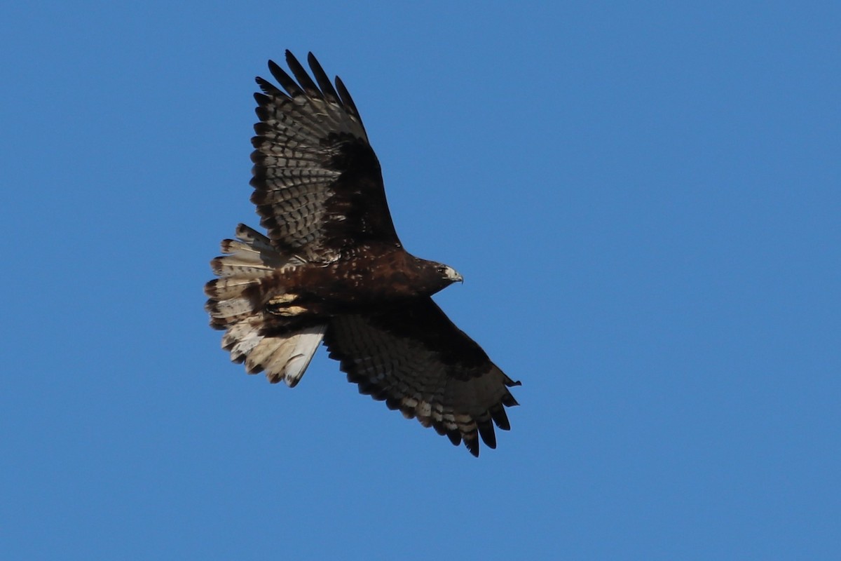 Red-tailed Hawk (Harlan's) - ML610205776