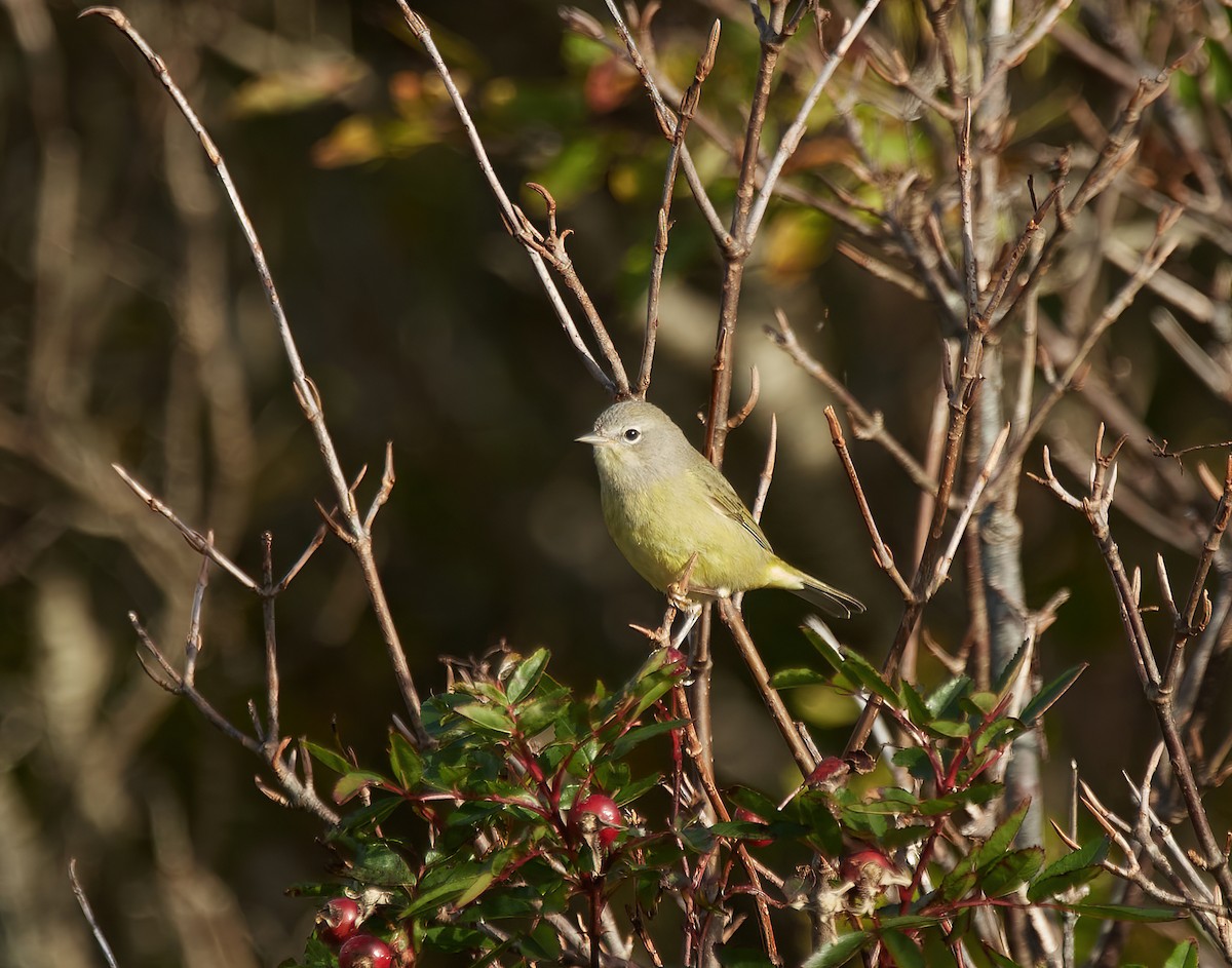 Orange-crowned Warbler - Peggy Scanlan