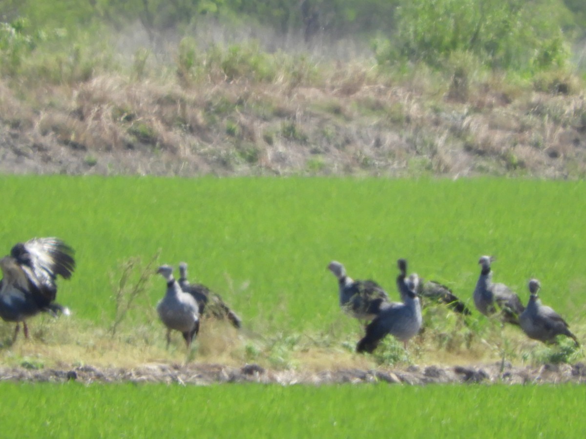 Southern Screamer - ML610205894