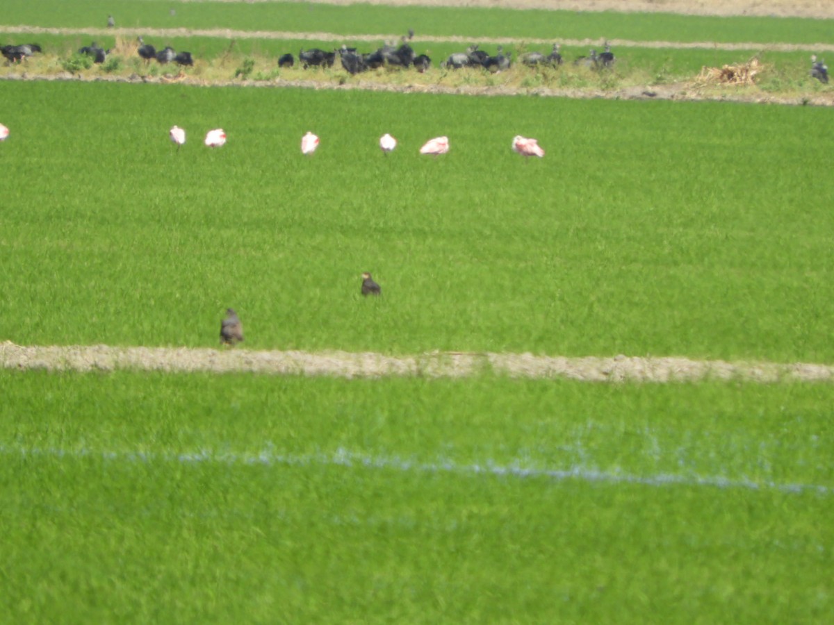 Southern Screamer - Silvia Enggist