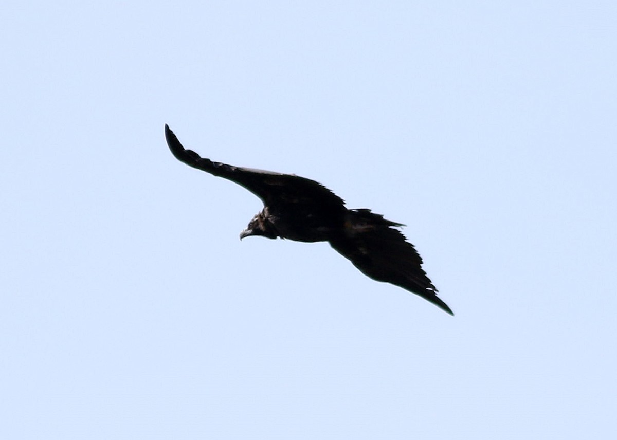 Cinereous Vulture - ML610205917