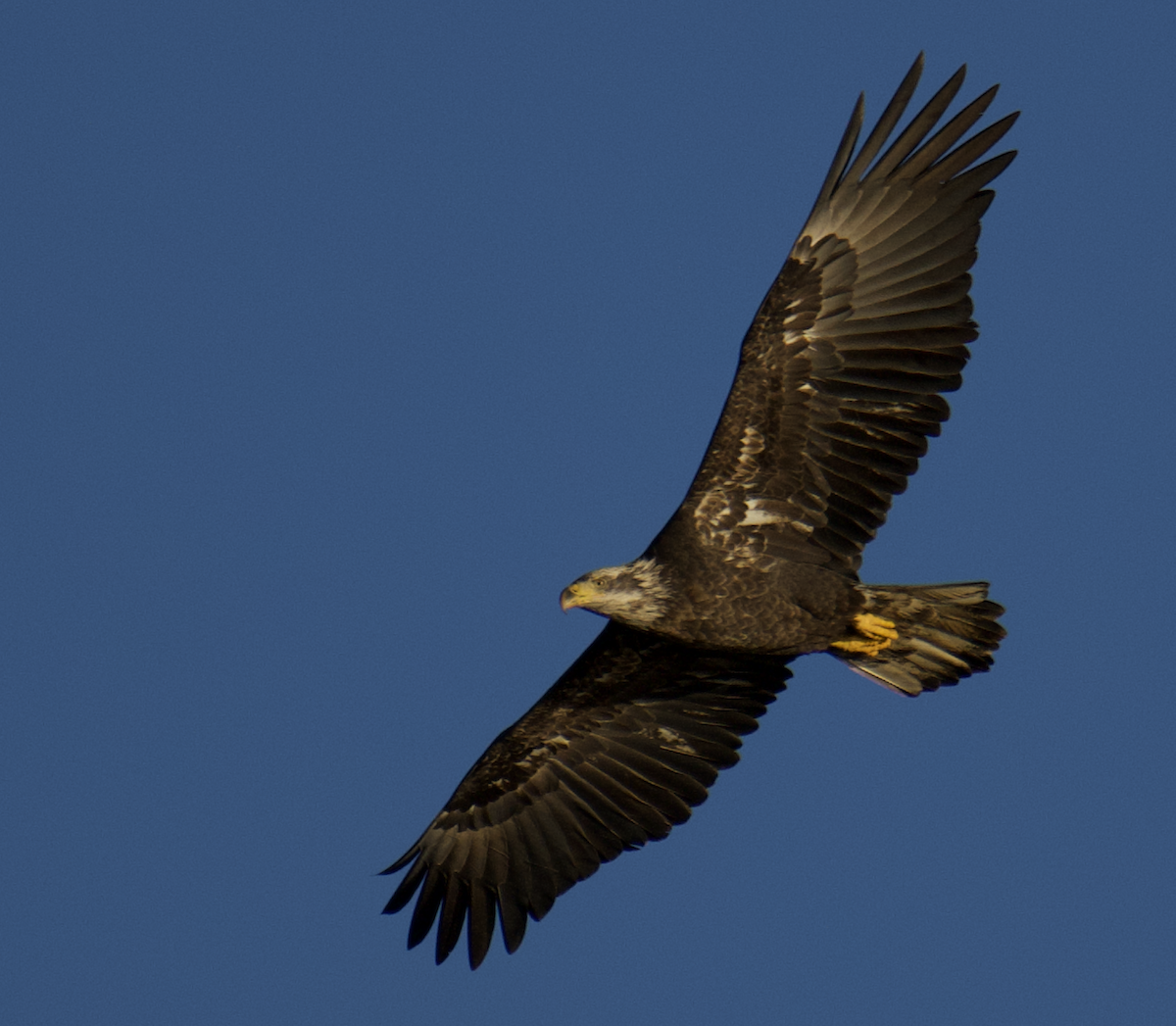 Bald Eagle - ML610205920