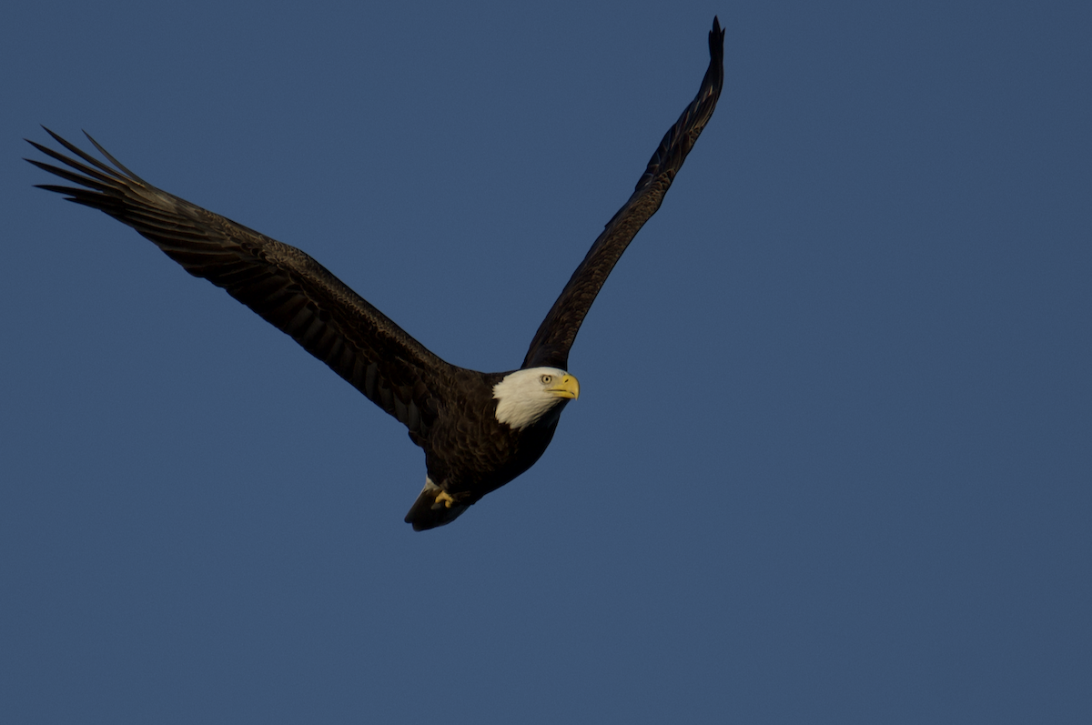 Weißkopf-Seeadler - ML610205922